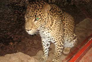 Costa del Sol, bioparc fuengirola zoo