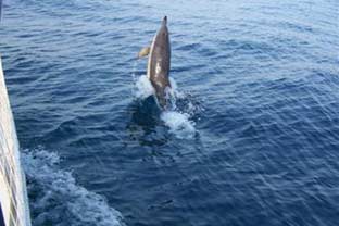 dolfijnen safari gibraltar