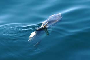 Costa del Sol, prestige fishing