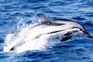 Costa del Sol, prestige fishing