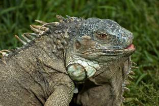 Costa del Sol, selwo aventura safaripark