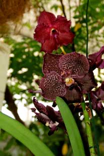 Estepona, Botanische tuin, orchidarium