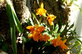 Estepona, Botanische tuin, orchidarium